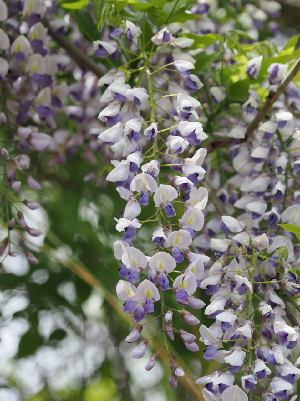 ノダフジの花