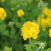 クサノオウの花