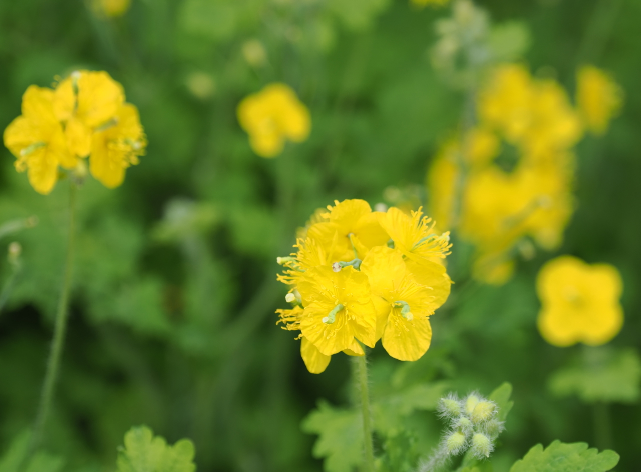 クサノオウの花