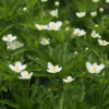 春咲きシュウメイギクの花
