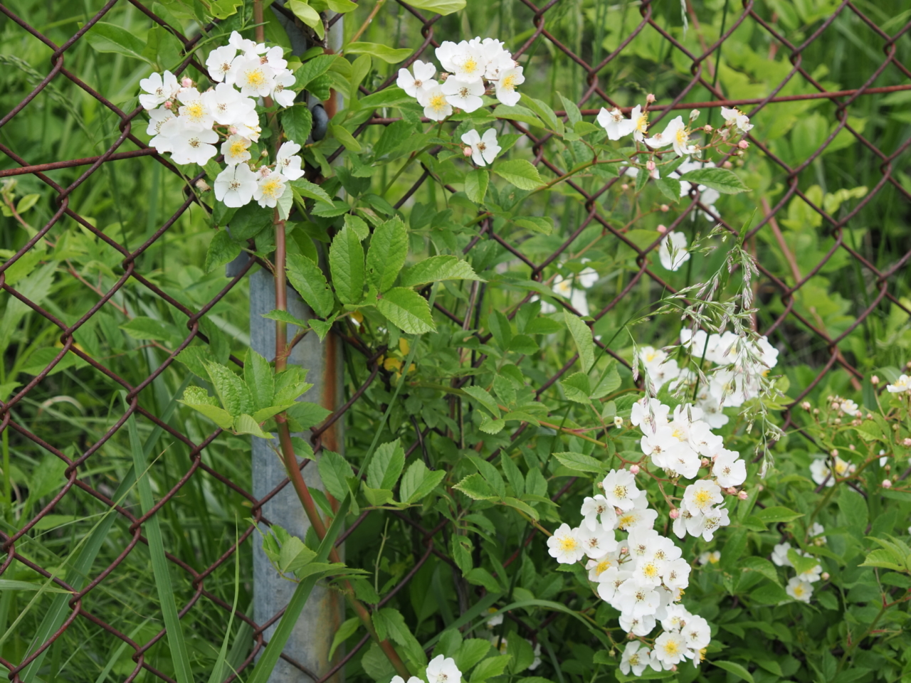 ノイバラ