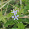 セリバヒエンソウの花