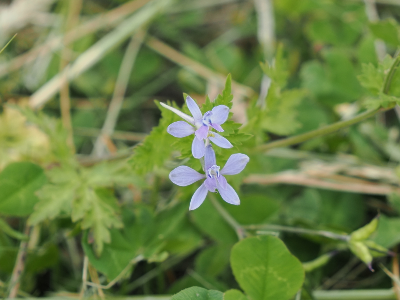 セリバヒエンソウの花