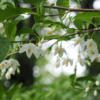 エゴノキの花
