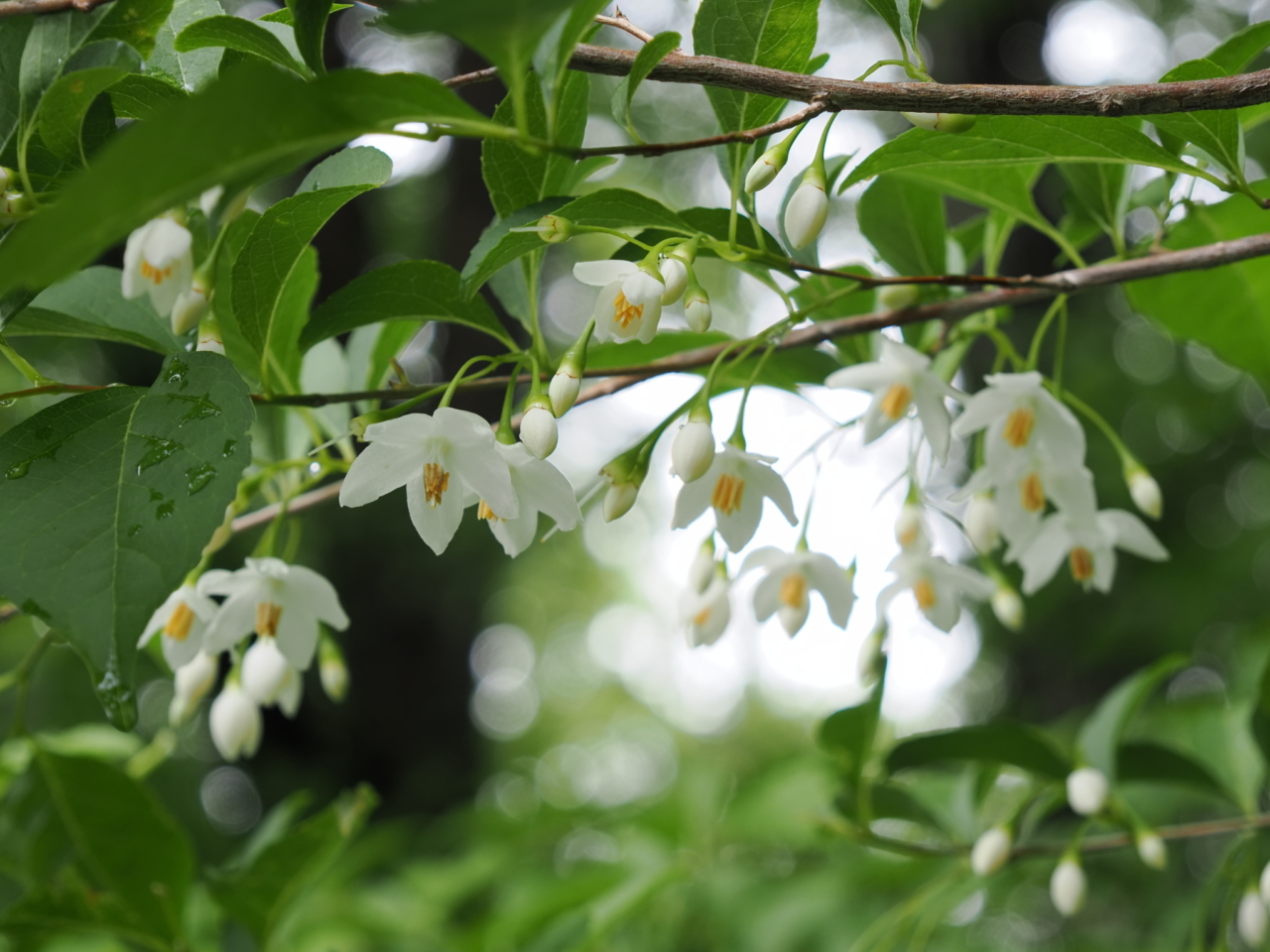 エゴノキの花