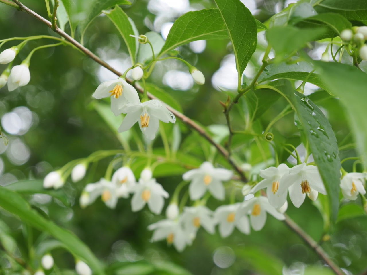 エゴノキの花