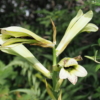 ウバユリの花