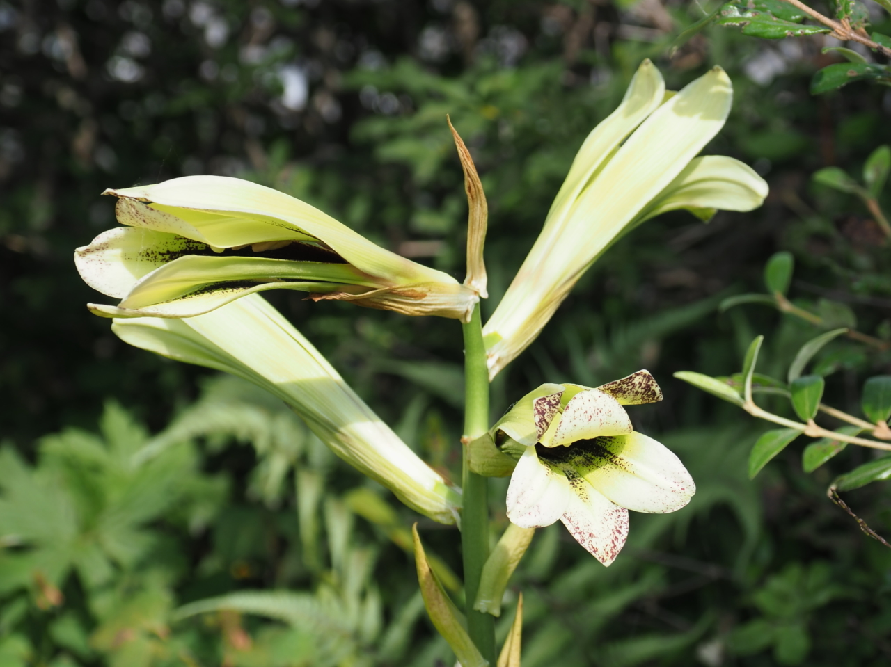 ウバユリの花