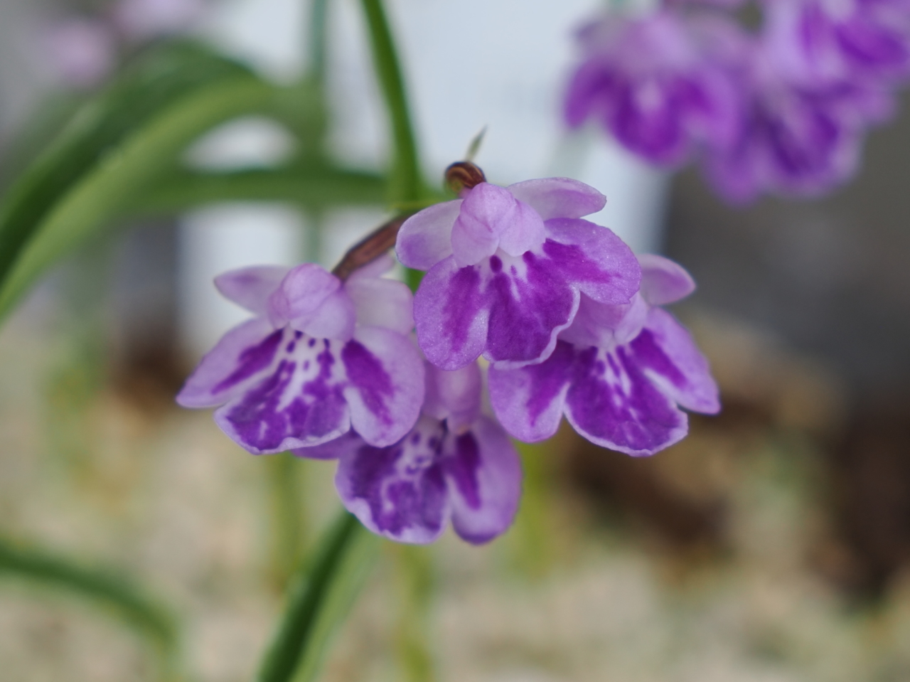 クロカミラン「幸春」の花