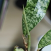 マキュラータの花芽