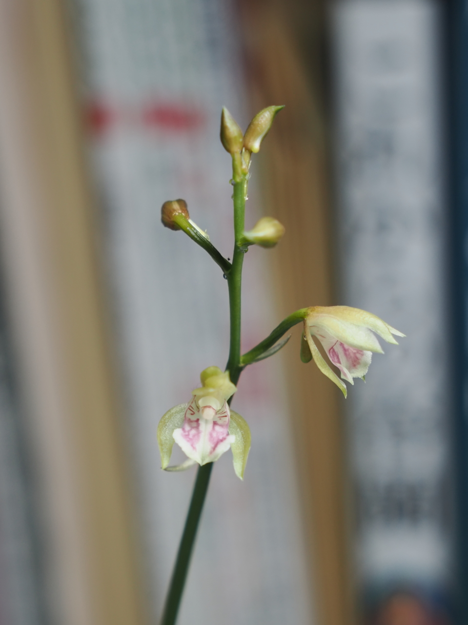 マキュラータの花