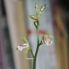 マキュラータの花