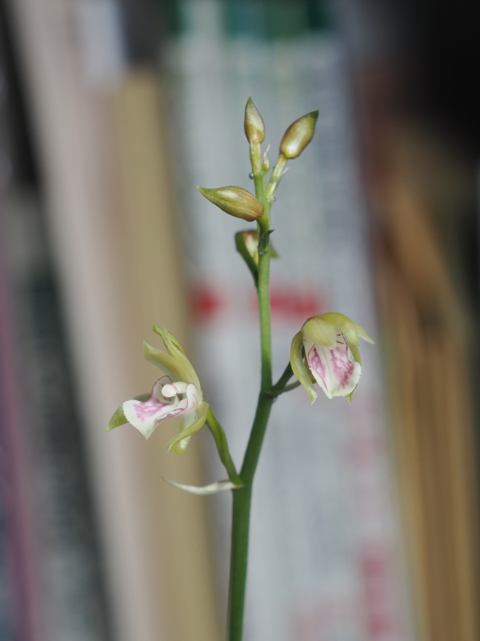 マキュラータの花