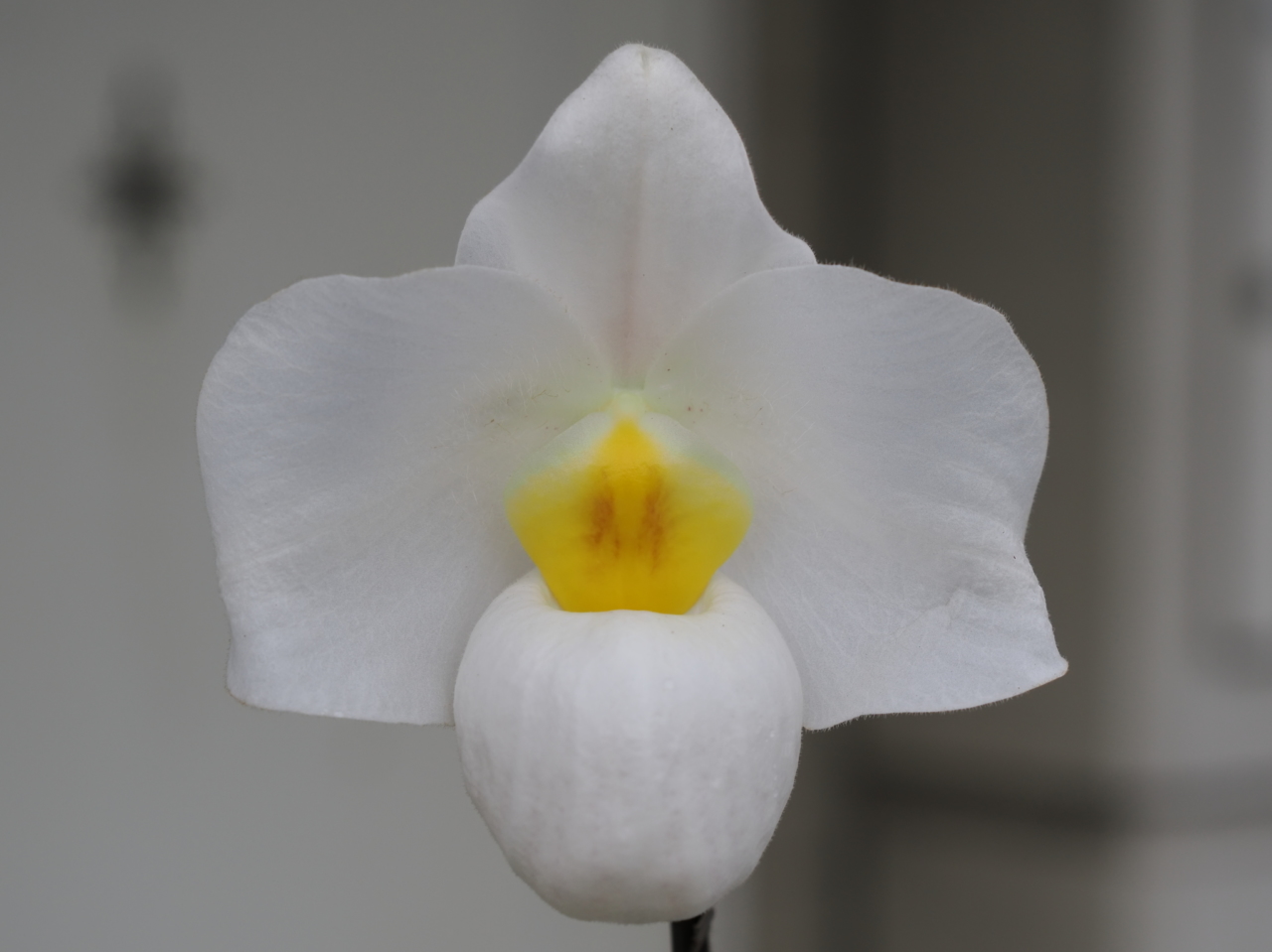 パフィオ・アルメニホワイトの花
