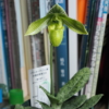 Paph. wardii f. album 開花