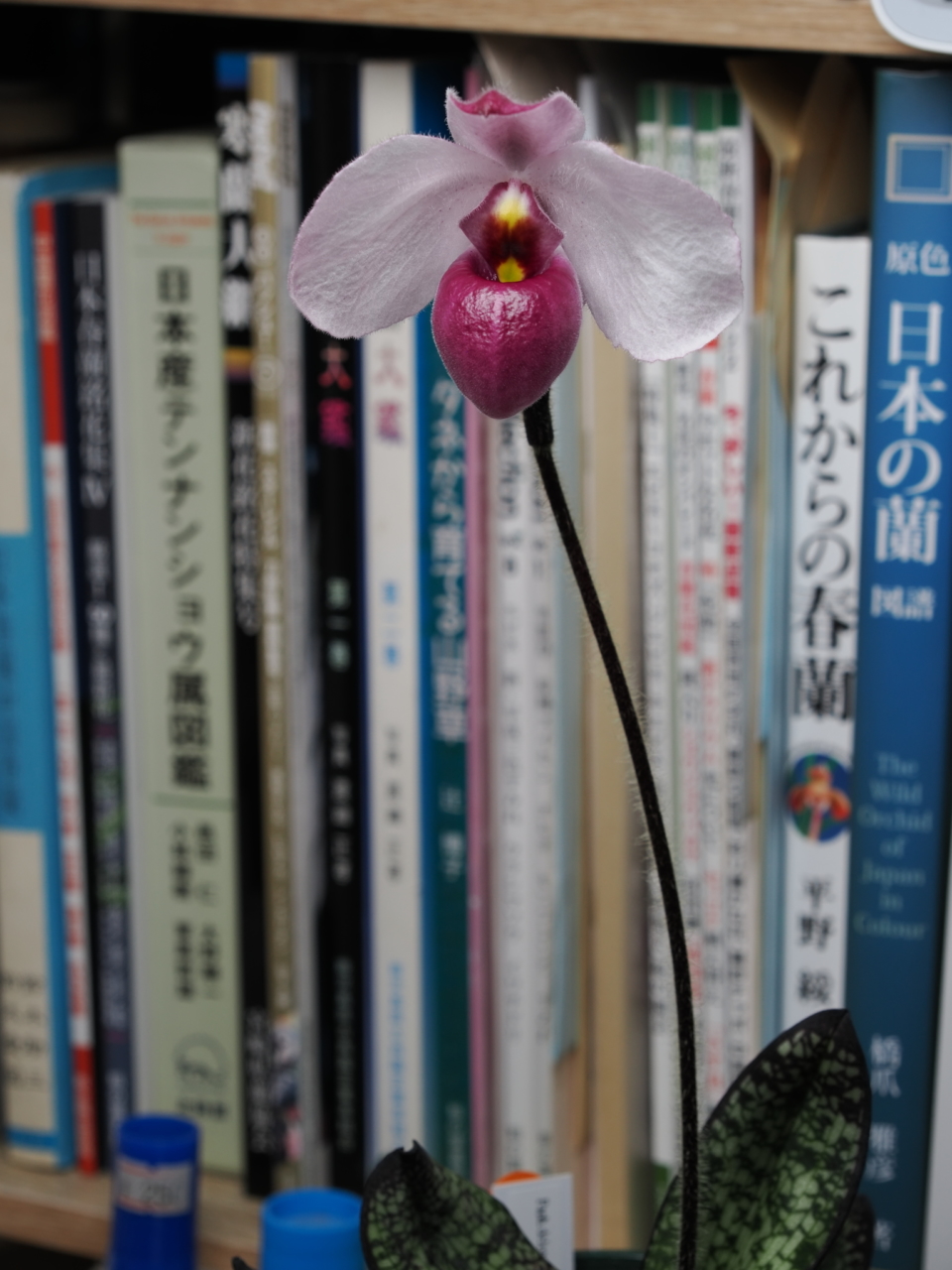 Paph delenatii f. vinicolor