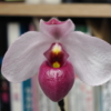 Paph delenatii f. vinicolor の花