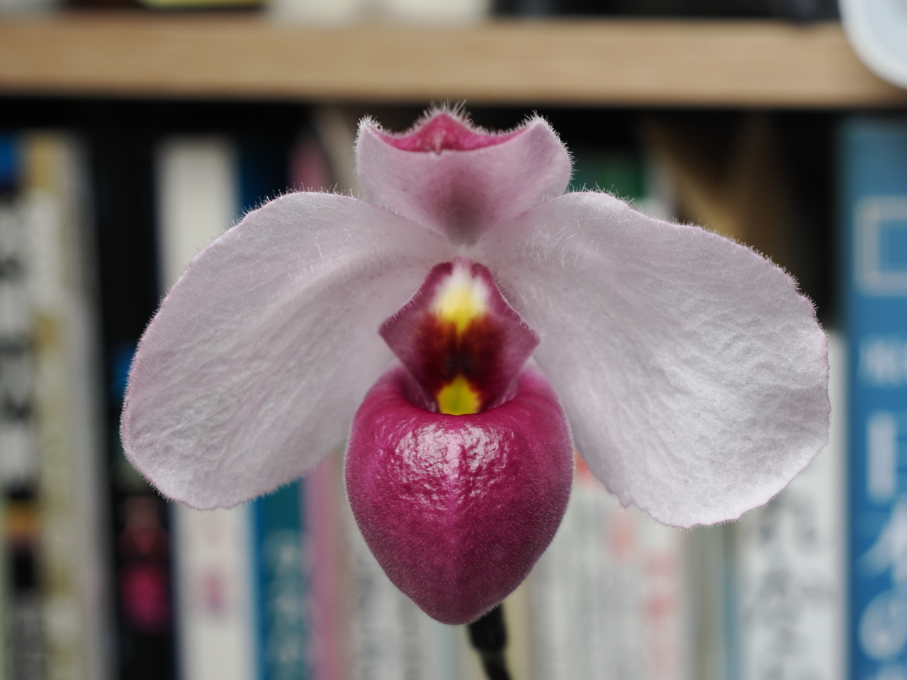Paph delenatii f. vinicolor の花