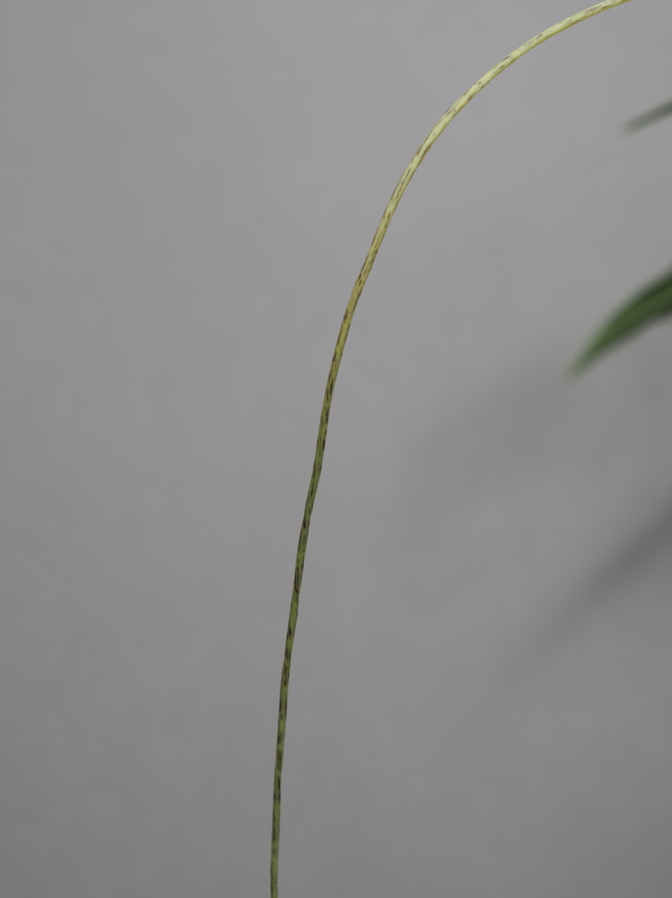 ウラシマソウ「白心」のひげ