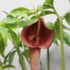 ウラシマソウ「丹心実生系」の花