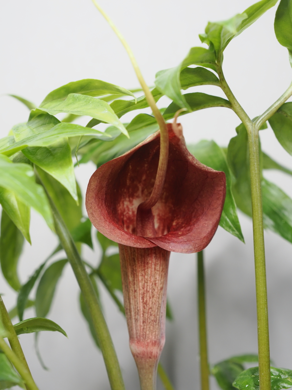 ウラシマソウ「丹心実生系」の花
