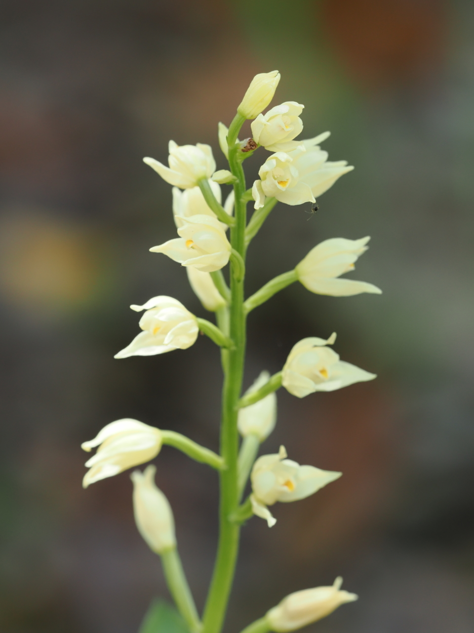 クゲヌマランの薄黄色個体の花