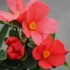 アザレアツバキの花