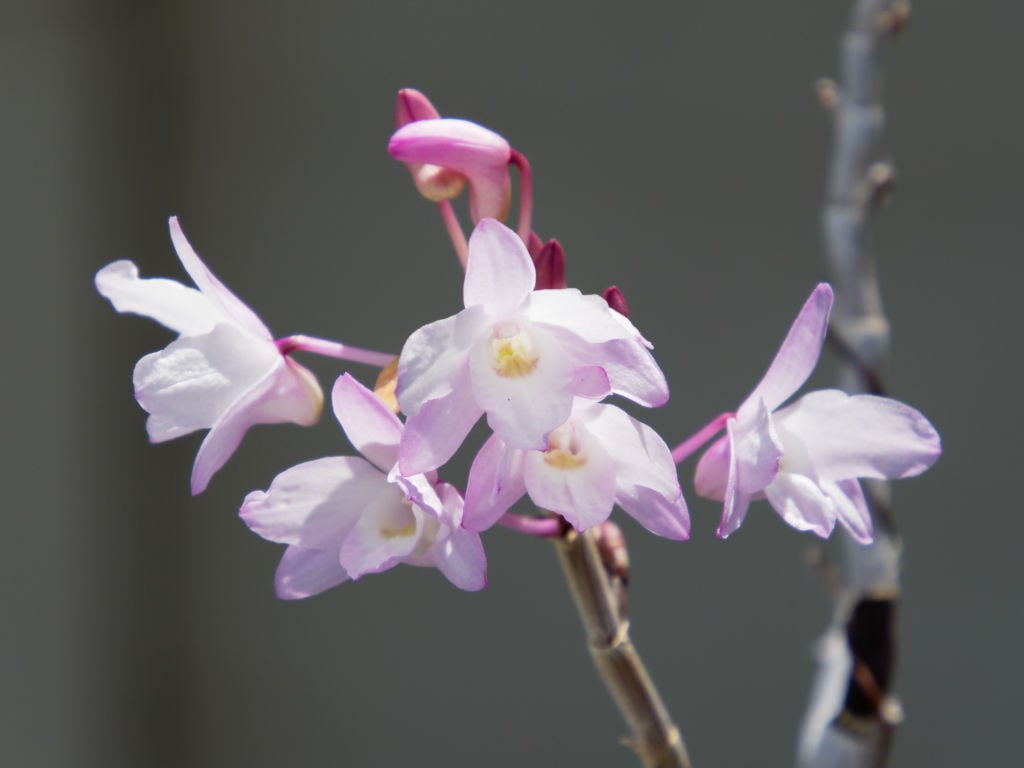 セッコク「紫金剛」の花