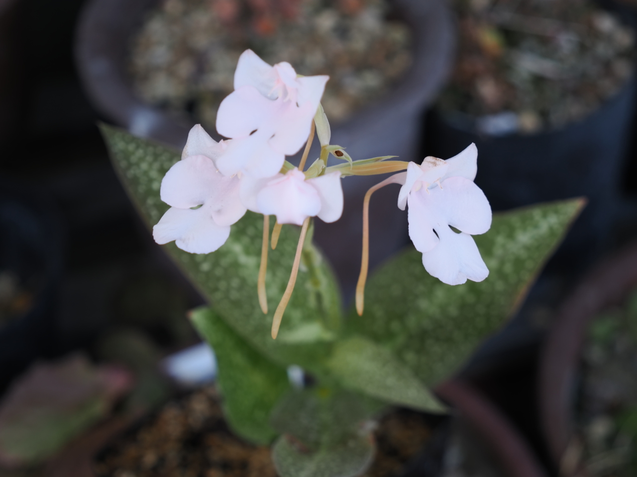 ハベナリア・カーネア