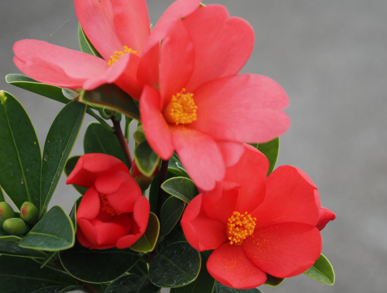 アザレアツバキの花